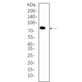 U-Blot® PKC δ Rabbit Monoclonal Antibody – Figure 1 of 1