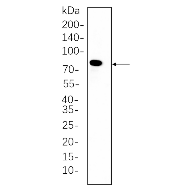 U-Blot® PKC δ Rabbit Monoclonal Antibody – Figure 1 of 1