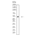 U-Blot® Chk1 Rabbit Monoclonal Antibody – Figure 1 of 1