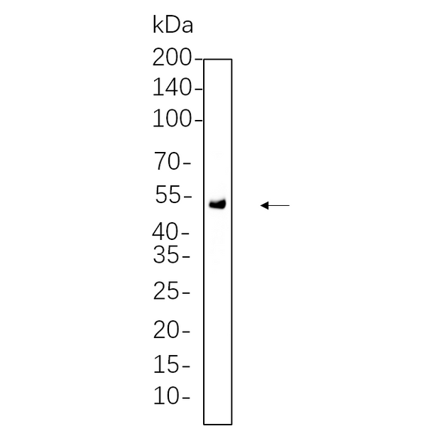U-Blot® Chk1 Rabbit Monoclonal Antibody – Figure 1 of 1
