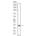 U-Blot® PUMA Rabbit Monoclonal Antibody – Figure 1 of 1
