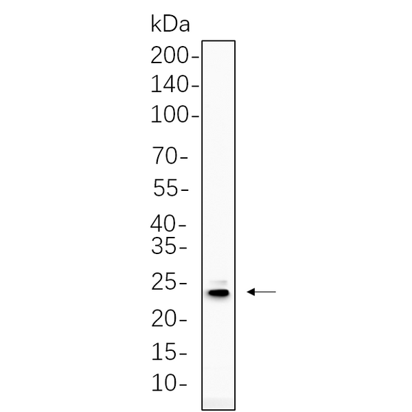 U-Blot® PUMA Rabbit Monoclonal Antibody – Figure 1 of 1