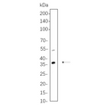 U-Blot® PP2A α/β Rabbit Monoclonal Antibody – Figure 1 of 1