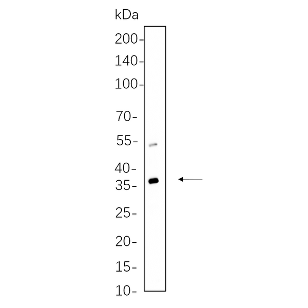 U-Blot® PP2A α/β Rabbit Monoclonal Antibody – Figure 1 of 1