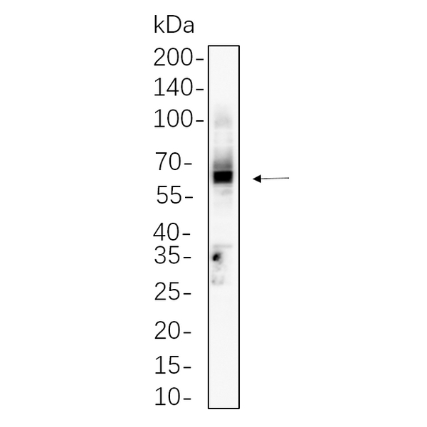U-Blot® CD4 Rabbit Monoclonal Antibody (PT0610R) – Figure 1 of 1