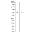 U-Blot® GCLC Rabbit Monoclonal Antibody – Figure 1 of 1