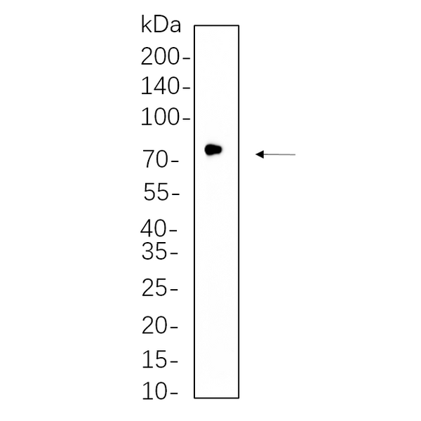 U-Blot® GCLC Rabbit Monoclonal Antibody – Figure 1 of 1