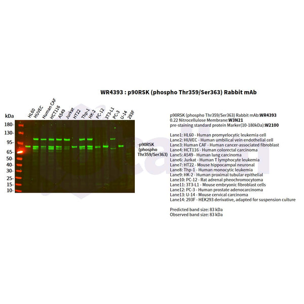 U-Blot® p90RSK (Phospho Thr359/Ser363) Rabbit Monoclonal Antibody – Figure 1 of 2