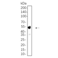 U-Blot® CaMKII α Rabbit Monoclonal Antibody – Figure 1 of 1