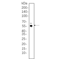 U-Blot® Smad5 Rabbit Monoclonal Antibody – Figure 1 of 1