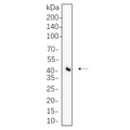 U-Blot® Flotillin-1 Rabbit Monoclonal Antibody – Figure 1 of 1