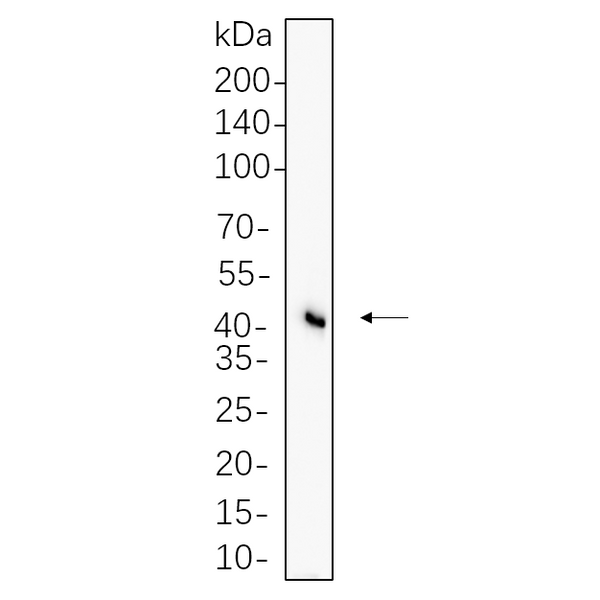 U-Blot® Flotillin-1 Rabbit Monoclonal Antibody – Figure 1 of 1
