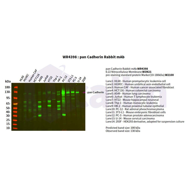 U-Blot® pan Cadherin Rabbit Monoclonal Antibody – Figure 1 of 2