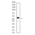 U-Blot® PAX6 Rabbit Monoclonal Antibody – Figure 1 of 1