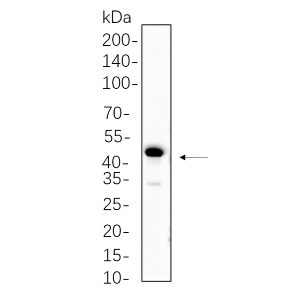 U-Blot® PAX6 Rabbit Monoclonal Antibody – Figure 1 of 1