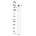 U-Blot® Met Rabbit Monoclonal Antibody – Figure 1 of 1