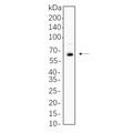 U-Blot® DDX5 Rabbit Monoclonal Antibody – Figure 1 of 1