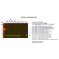U-Blot® GPX4 Rabbit Monoclonal Antibody – Figure 1 of 2