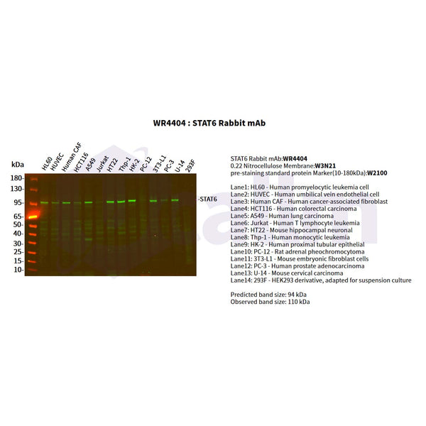 U-Blot® STAT6 Rabbit Monoclonal Antibody – Figure 1 of 2