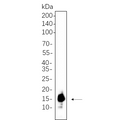U-Blot® Histone H3 (Acetyl Lys9) Rabbit Monoclonal Antibody – Figure 1 of 1