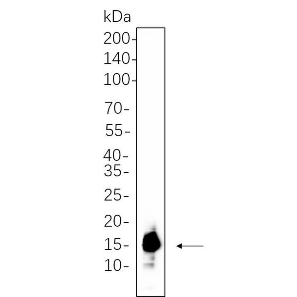 U-Blot® Histone H3 (Acetyl Lys9) Rabbit Monoclonal Antibody – Figure 1 of 1