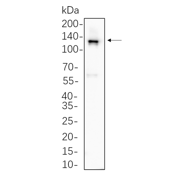 U-Blot® Vinculin Rabbit Monoclonal Antibody – Figure 1 of 1