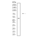 U-Blot® c-Jun (Phospho Ser63) Rabbit Monoclonal Antibody – Figure 1 of 1