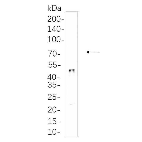U-Blot® c-Jun (Phospho Ser63) Rabbit Monoclonal Antibody – Figure 1 of 1