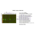 U-Blot® Caspase-1 Rabbit Monoclonal Antibody – Figure 1 of 2
