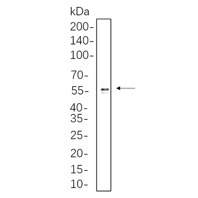 U-Blot® ALDH1A1 Rabbit Monoclonal Antibody – Figure 1 of 1