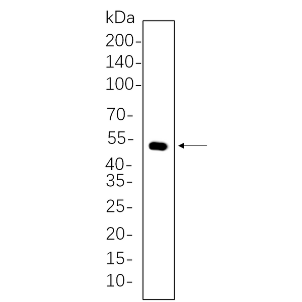 U-Blot® Cytokeratin 14 Rabbit Monoclonal Antibody – Figure 1 of 1