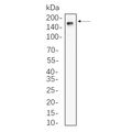 U-Blot® CD11b Rabbit Monoclonal Antibody – Figure 1 of 1