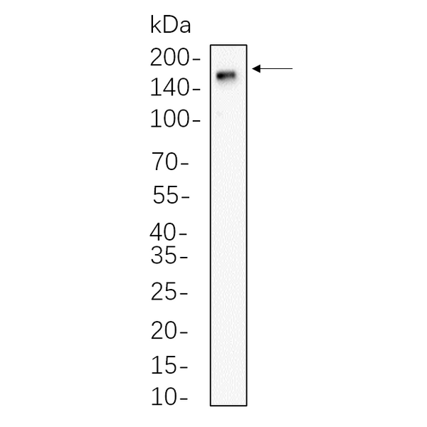 U-Blot® CD11b Rabbit Monoclonal Antibody – Figure 1 of 1