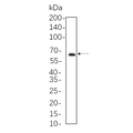 U-Blot® NF-κB p65 (Phospho Ser536) Rabbit Monoclonal Antibody – Figure 1 of 1