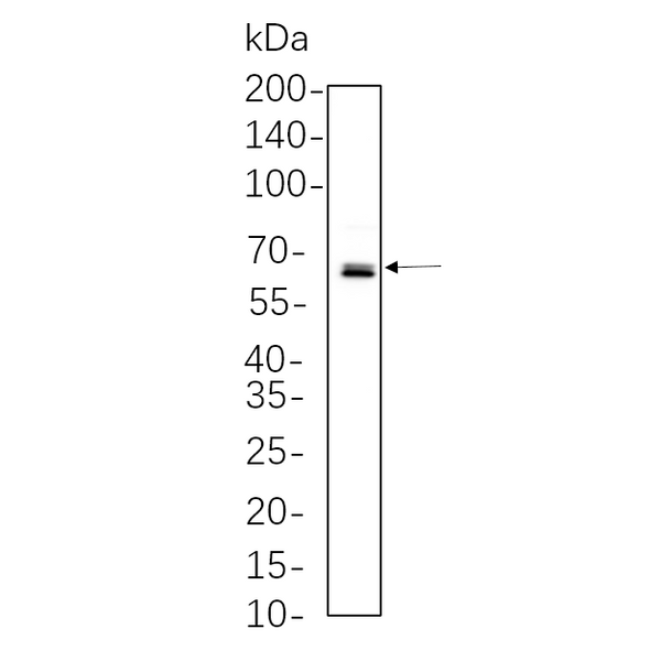 U-Blot® NF-κB p65 (Phospho Ser536) Rabbit Monoclonal Antibody – Figure 1 of 1