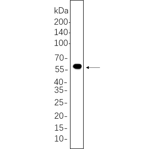 U-Blot® DFNA5/GSDME Rabbit Monoclonal Antibody – Figure 1 of 1