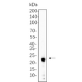 U-Blot® IL-10 Rabbit Monoclonal Antibody – Figure 1 of 1