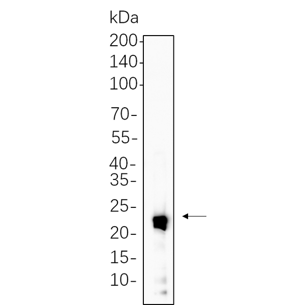 U-Blot® IL-10 Rabbit Monoclonal Antibody – Figure 1 of 1