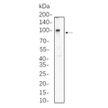 U-Blot® β Catenin (Phospho Thr41/Ser45) Rabbit Monoclonal Antibody – Figure 1 of 1