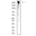 U-Blot® ZO1 Rabbit Monoclonal Antibody – Figure 1 of 1