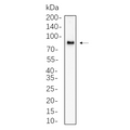 U-Blot® CPT1A Rabbit Monoclonal Antibody – Figure 1 of 1