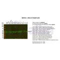 U-Blot® JNK1/2/3 Rabbit Monoclonal Antibody – Figure 1 of 2