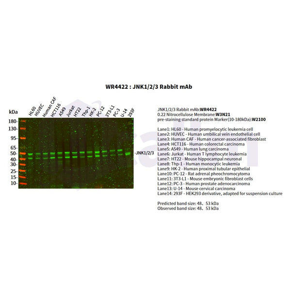 U-Blot® JNK1/2/3 Rabbit Monoclonal Antibody – Figure 1 of 2