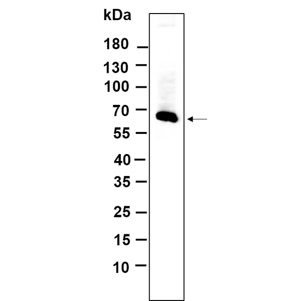 U-Blot® MMP2 Rabbit Monoclonal Antibody – Figure 1 of 1
