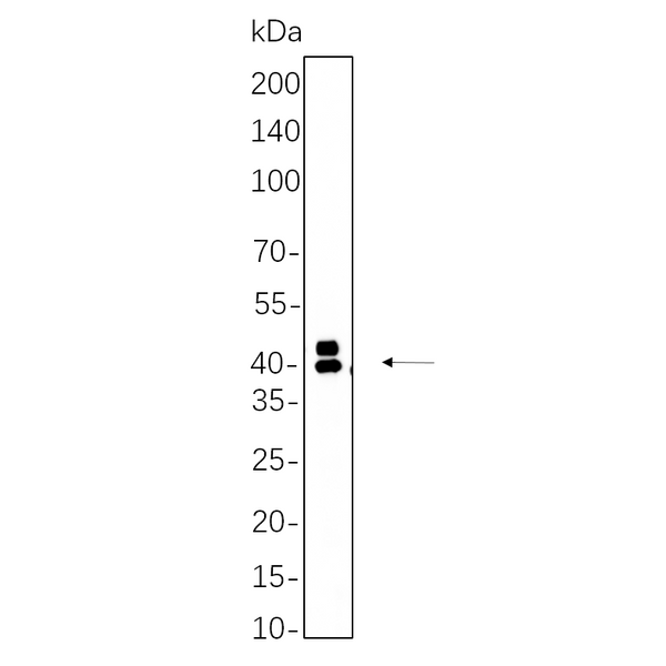 U-Blot® Erk 1/2 (Phospho Thr202/Tyr204) Rabbit Monoclonal Antibody – Figure 1 of 1