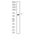 U-Blot® SOX10 Rabbit Monoclonal Antibody – Figure 1 of 1