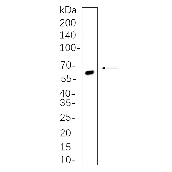 U-Blot® SOX10 Rabbit Monoclonal Antibody – Figure 1 of 1