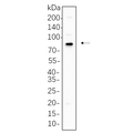 U-Blot® p63 Rabbit Monoclonal Antibody – Figure 1 of 1
