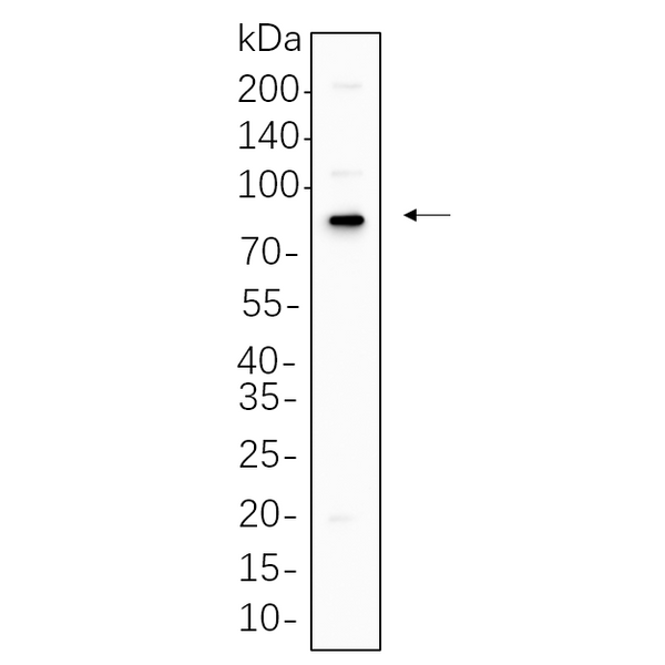 U-Blot® p63 Rabbit Monoclonal Antibody – Figure 1 of 1