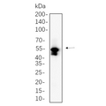 U-Blot® MLKL Rabbit Monoclonal Antibody – Figure 1 of 1